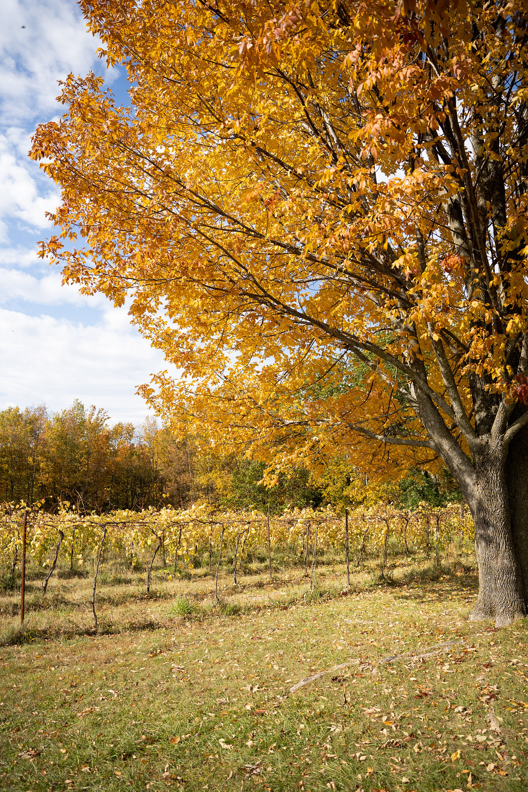 Shelburne Vineyard Winery | Shelburne VT | My Complete Vermont Fall Travel Guide: What to See, Do & Eat | Ultimate Fall Guide to Vermont | 5 Day Vermont Road Trip | Fall Foliage Road Trip Guide