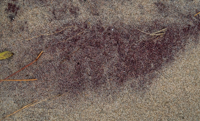 Purple sand