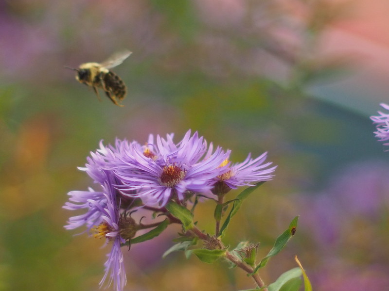 Bee flying over a purple aster