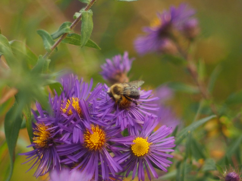Bee on a purple aster