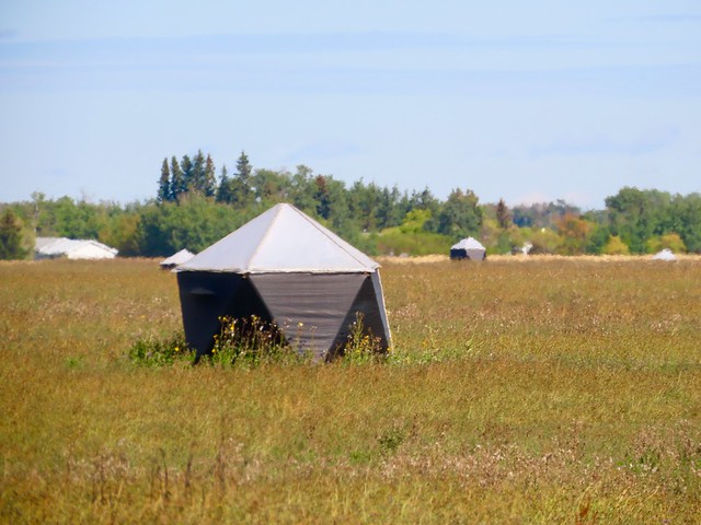 Images of the prairie harvest - Alpha field with leaf-cutter bee shelters