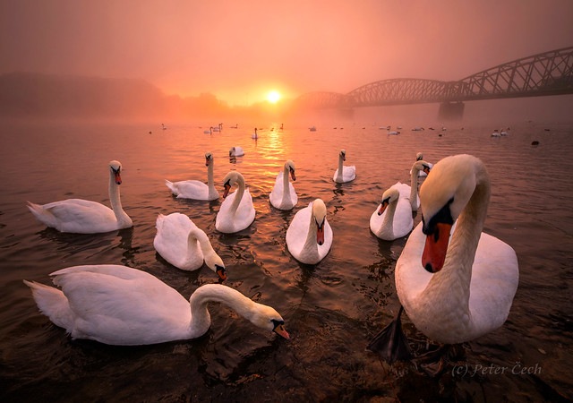 Swan army