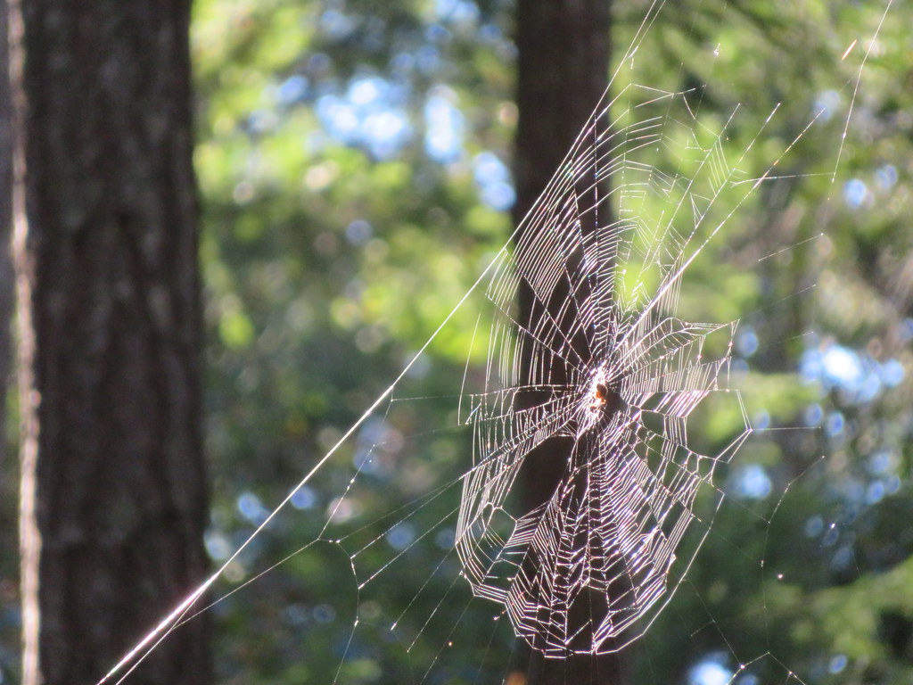 Spidersweb between two trees.