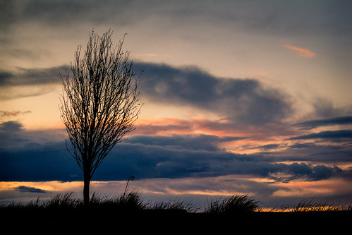 sunset tree silhouette canon uk northeast 70200mm northumberland england autumn sun clouds