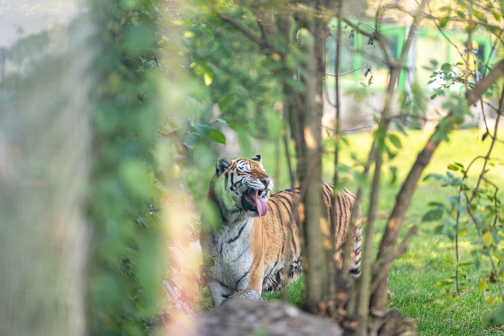 Amur Tiger showing teeth