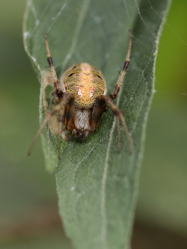 arthropoda spider arachnida araneidae neoscona neosconaarabesca arabesqueorbweaver northcarolina piedmont canonef180mmf35lmacrousm inaturalist arachtober