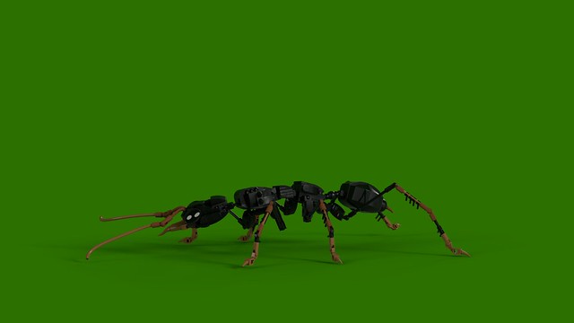 The Jack Jumper Ant.