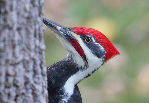 Pileated Woodpecker