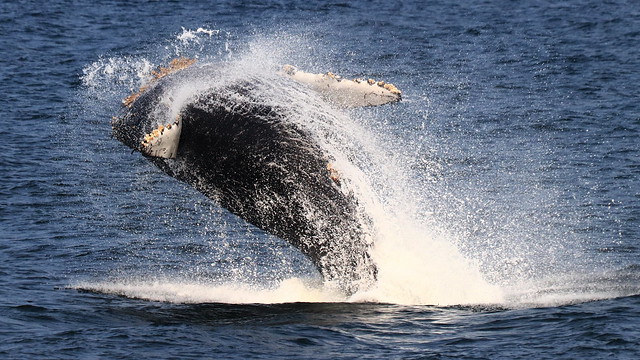 Humpback Whale Calf Breaching (IMG_3459)