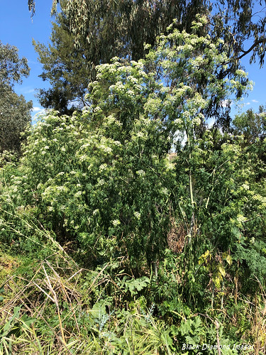 conium coniummaculatum hemlock poisonhemlock apiaceae whitefp weed weeds invasivespecies manilla northwesternnsw newenglandregion confluence namoiriver manillariver byronbeyond