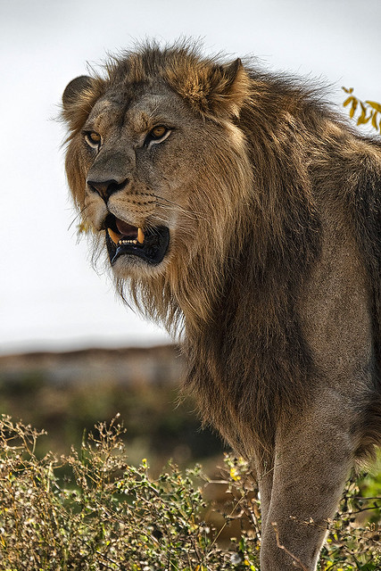 Panthera leo l. - Barbary Lion