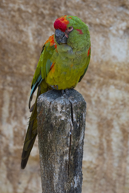 Ara rubrogenys -Red-fronted Macaw