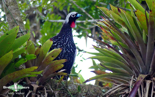 48 Black-fronted Piping-Guan - Andrew Walker 001