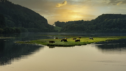 scotland argyll crinan bellanoch west coast sun set luminar lightroom nikon d7200 sigma 1835 cows water loch landscape