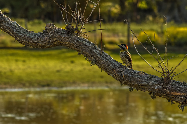 Carpintero Real (Colaptes melanochloros) Green-barred Woodpecker