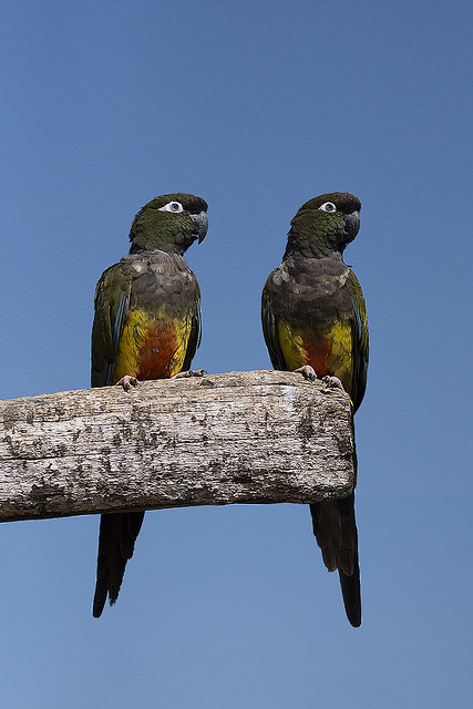 Cyanoliseus patagonus - Burrowing Parrot