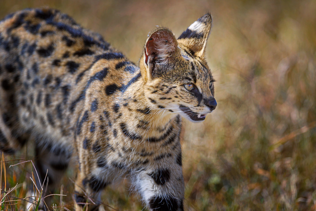 Serval cat hunting in the grassland in Ngorongoro Crater in Tanzania, East Africa