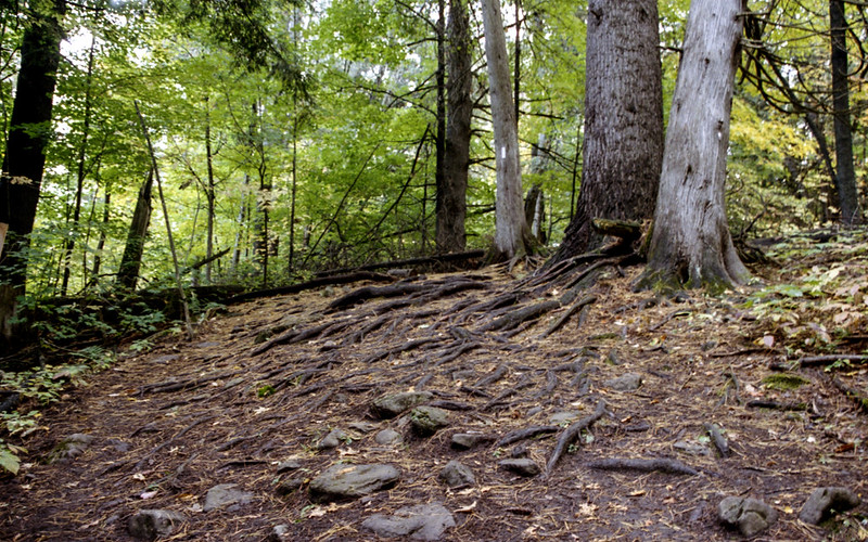 Bruce Trail Curve with Roots
