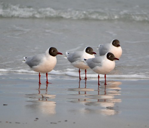 falklands gulls brownhoodedgulls