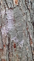 fossil tree copyWM