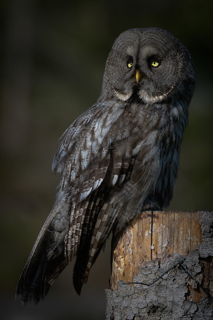 Lappuggla - Great gray owl