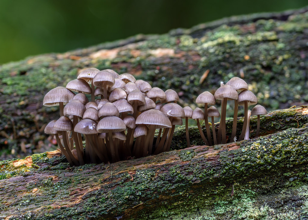Clustered Bonnet Mushrooms, Cadman's Pool, New Forest, Hampshire, UK