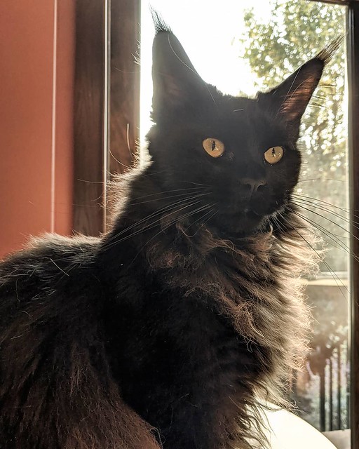 Googie #caturday #caturdaycuties #mainecoon_feature #mainecoon #blackcatsofinstagram #catears #dailycat #weeklyfluff #meowdel_feature #meow