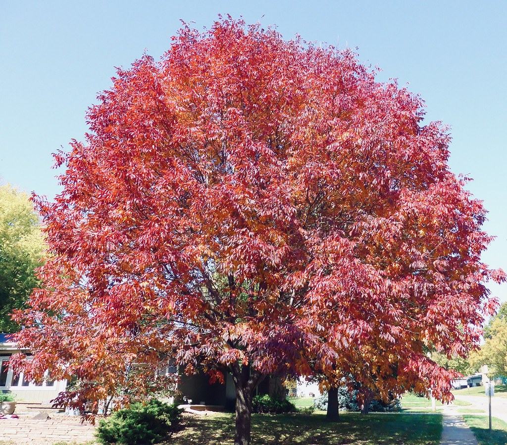 Fall colors: Ash tree | Ali Eminov | Flickr