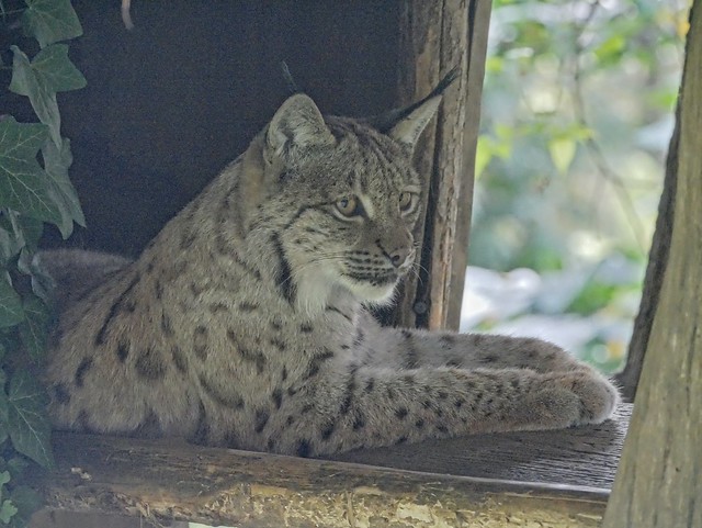 Lynx im Versteck