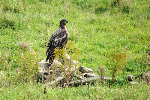 eagle aigle gracefield quebec canada outaouais westernquebec birdsofprey oiseauxdeproie mulliganferry