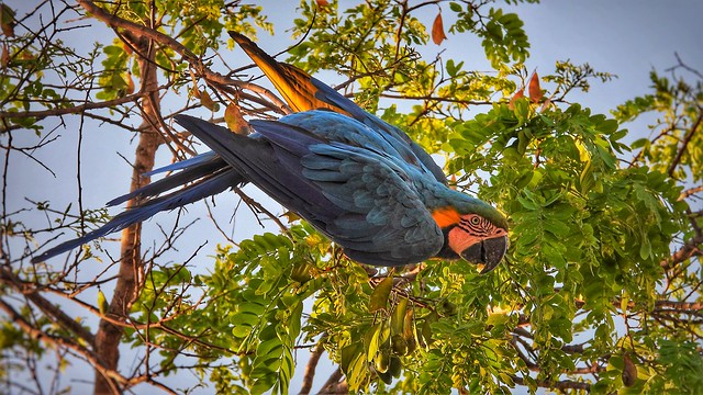 Arara-canindé - In Nature