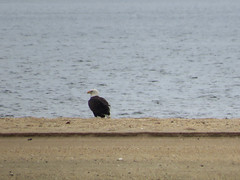 eagle on beach