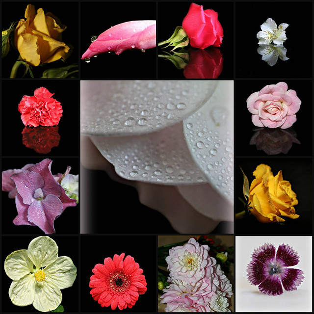 Flowers with Water Drops collage #1