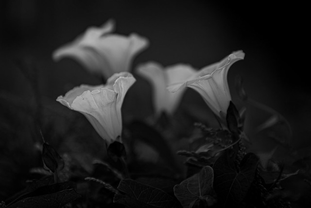 Ghost flowers