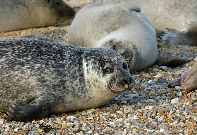 Common Seals (Phoca vitulina) - Blakeney Point, Norfolk.