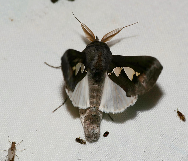 Pearl Spangled Moth (Antiophlebia bracteata)