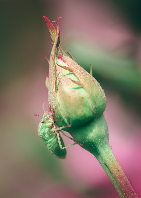 The rose loving bug.