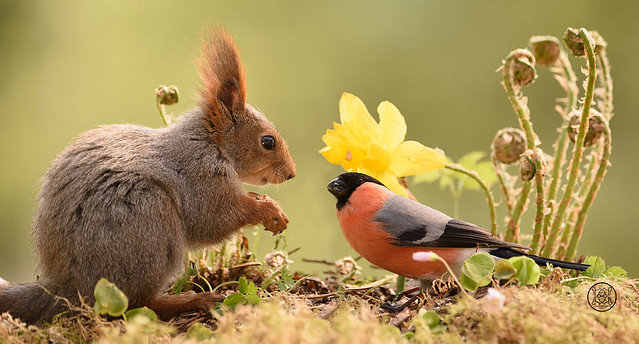red squirrel looking at an male bullfinch with a narcissus