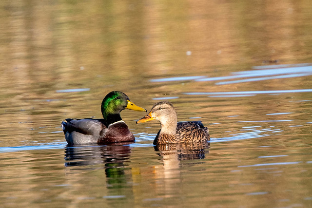 A pair of mallard ducks