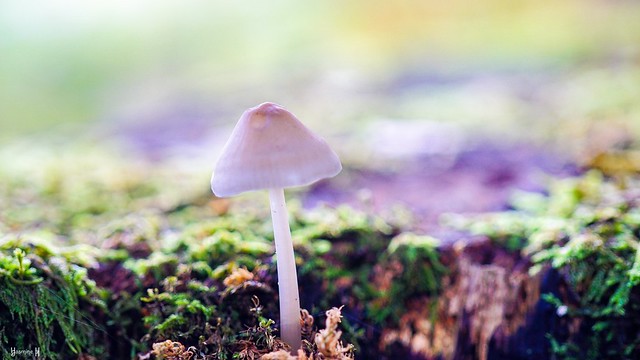 #Mushroom - 8952