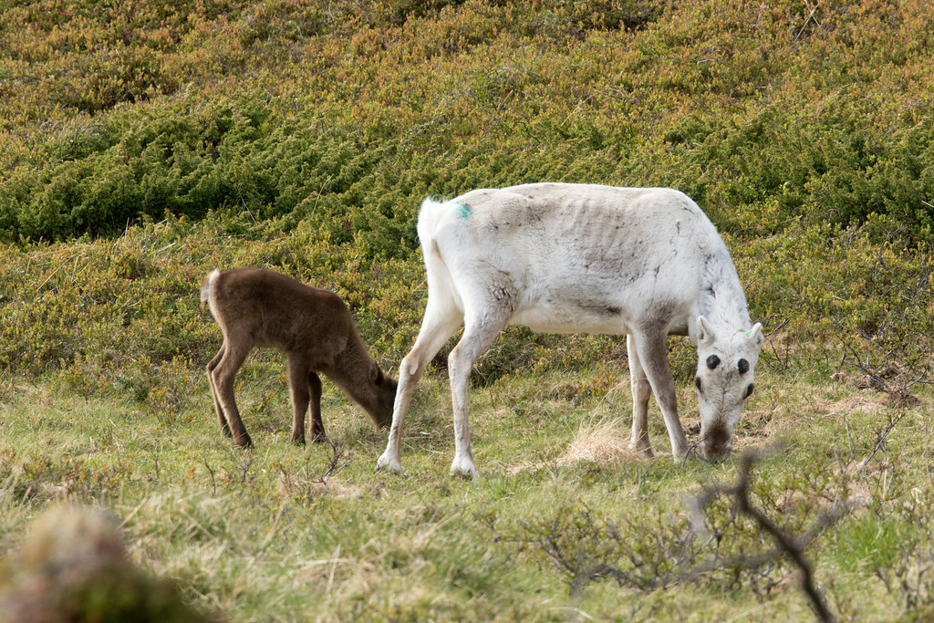 Reindeer at Sandfjorden S24A4243