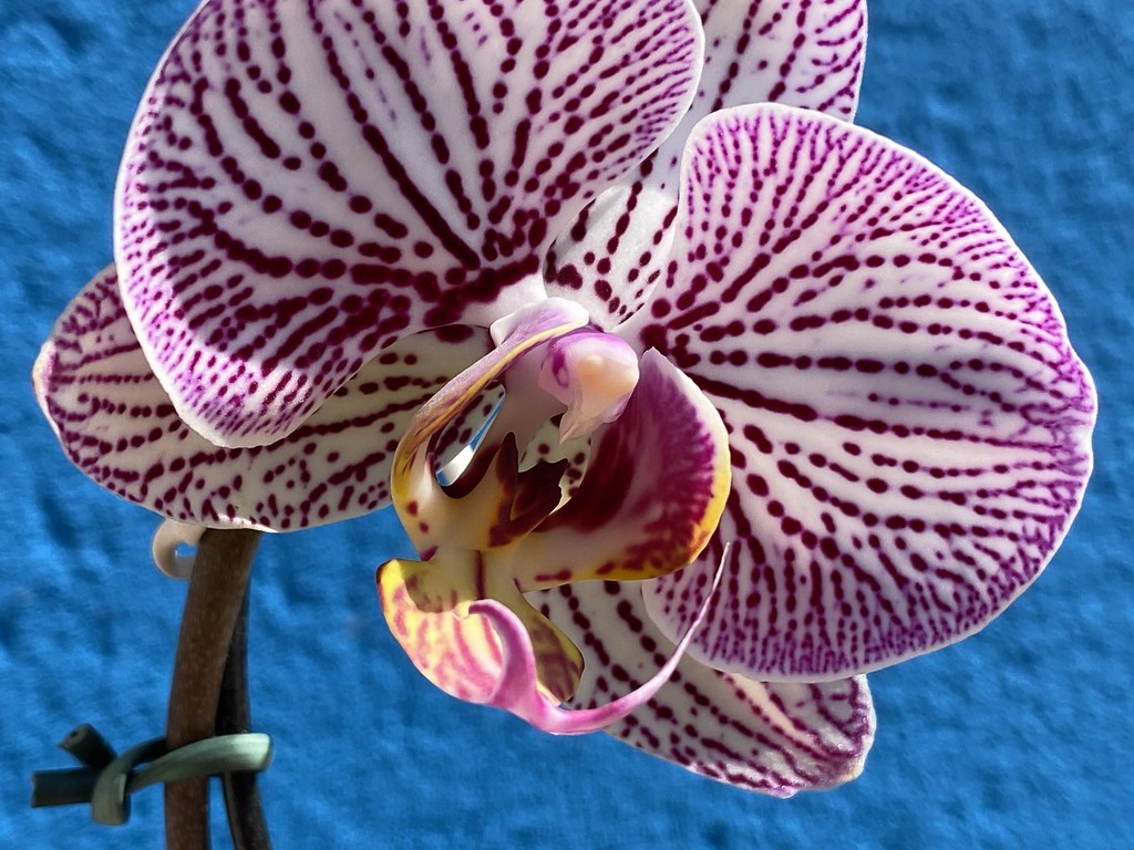 Purple Phalaenopsis Orchids at home.
