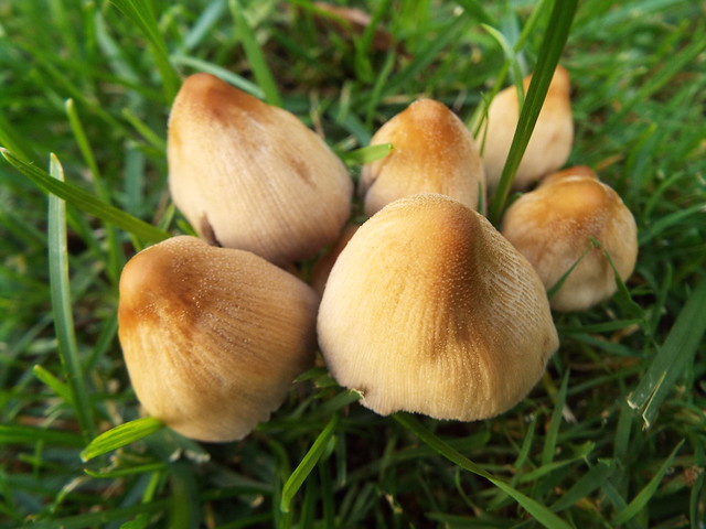 Mushroom clusters