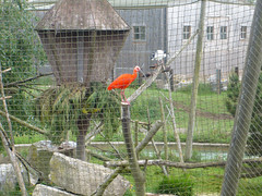 Photo 2 of 17 in the Flamingo Land Theme Park & Zoo (10th Jun 2010) gallery