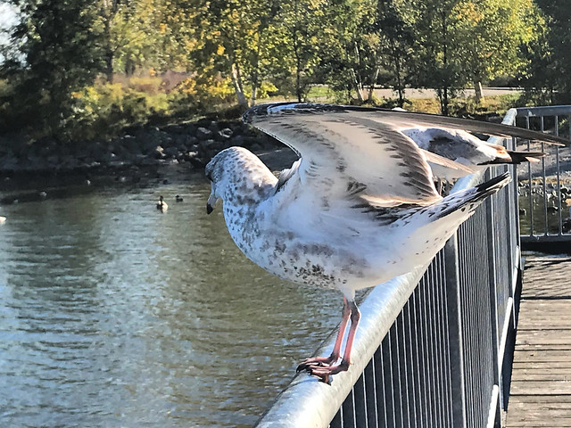 Gulls on a railing   (2 of 3)