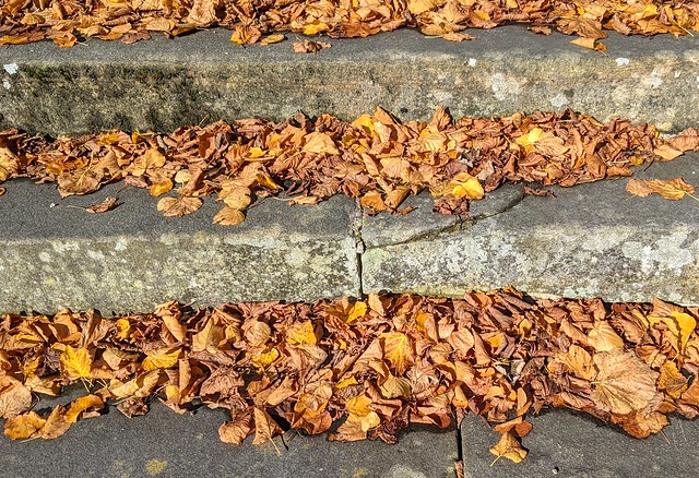 Golden leaves on Autumn steps