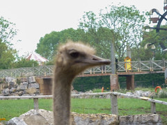 Photo 20 of 25 in the Flamingo Land Theme Park & Zoo (10th Jun 2010) gallery