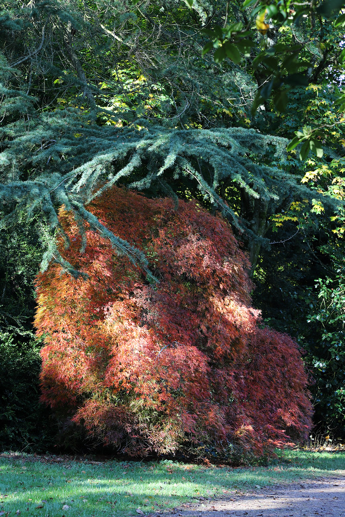 Acers of Westonbirt: A teddy bear? {EXPLORED 13.10.2020} Thank you for viewing, favours & comments