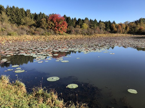 Fall foliage by a pond edged with lily pads, Belle Valley (waypoints 6-13) of the Buckeye Trail in Ohio by Kristine - traveller, hiker and quilter, Photo by Kristine K. Stevens, a curious traveler, author and beekeeper who is hiking the Buckeye Tra