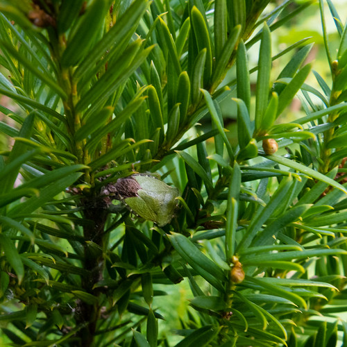 Green shield bug, yew bush